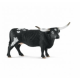 Texas Longhorn koe